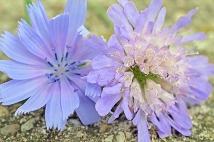 Flowers Blue Purple