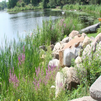 fleurs au bord du lac
