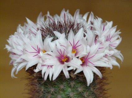 cactus de flores blancas