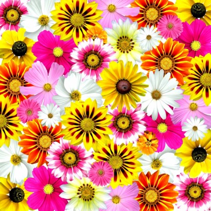 verano de flores colorido