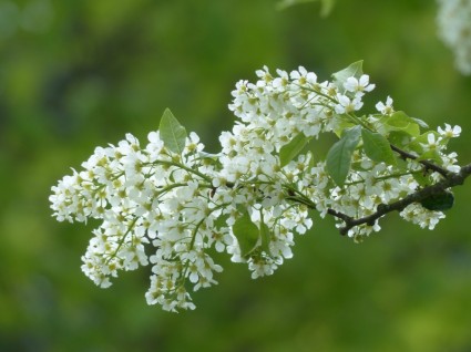 bunga umum cherry burung putih