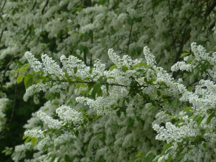 زهور الكرز الطيور الشائعة الأبيض