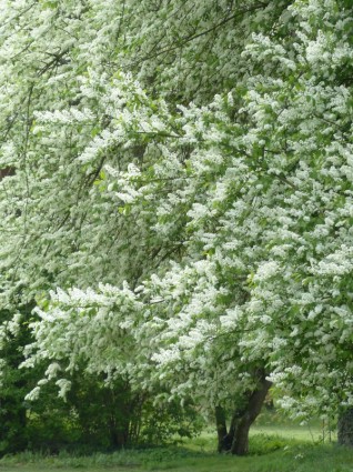 fiori ciliegio comune uccello bianco