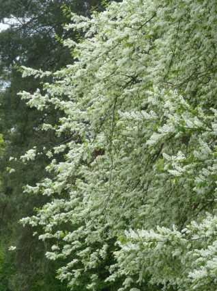 cerezo de flores pájaro común blanco