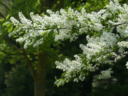 cerisier des oiseaux communs fleurs blanche