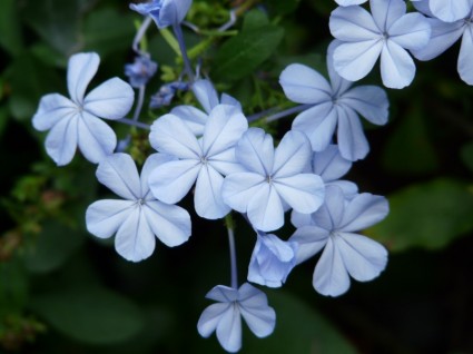 꽃 꽃 밝은 파란색