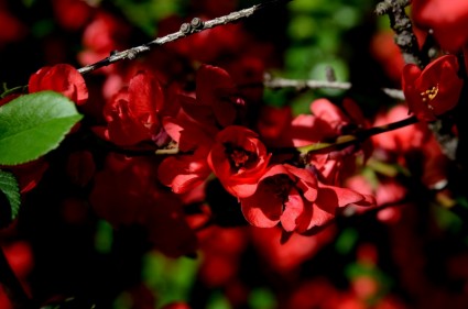 bunga bunga bunga merah