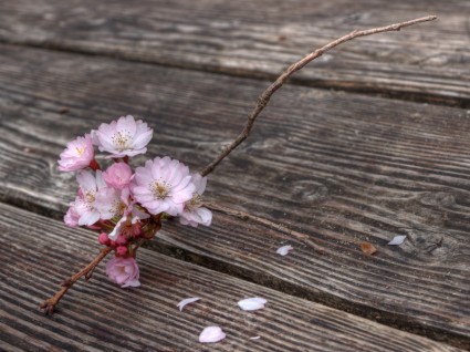 Primavera fiori fioritura ramoscello