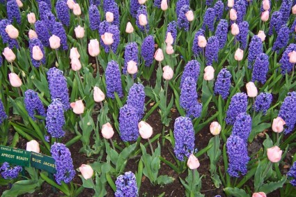 ดอกไม้ในประเทศเนเธอร์แลนด์