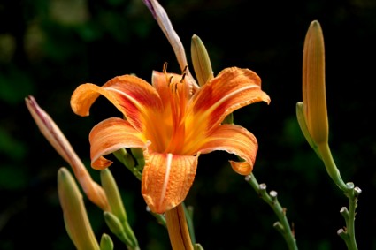 Blumen Lilie orange