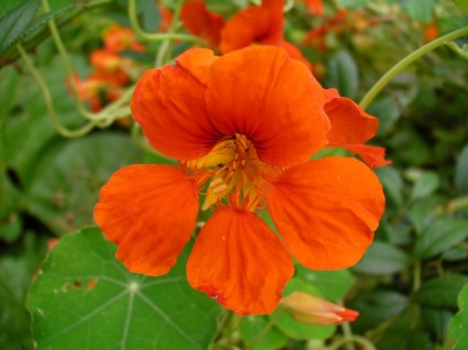 꽃 nasturtiums 오렌지