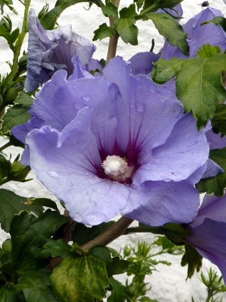fleurs nature bleu