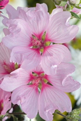 บลูมส์ดอกไม้สีชมพู