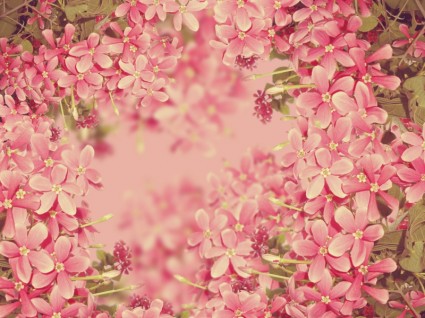 texture fleurs rose