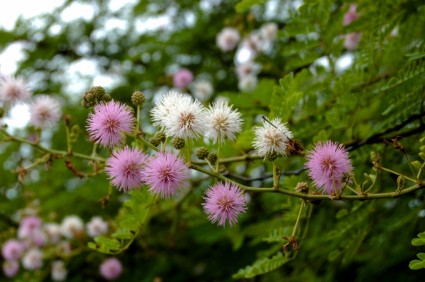 Blumen rosa-weiß