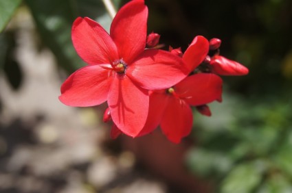 fleurs rouge naturel
