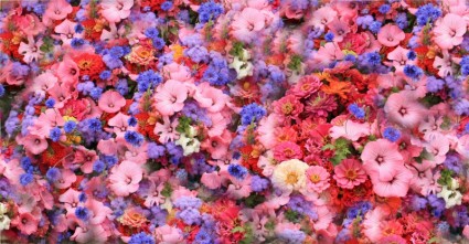 fiori parco primavera