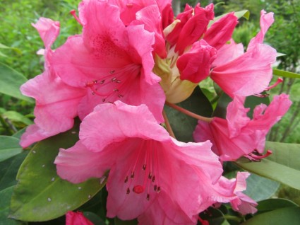 ดอกไม้ฤดูใบไม้ผลิสีชมพู