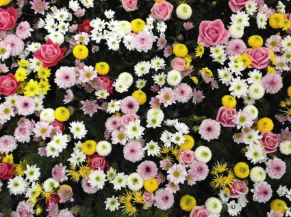 alfombra de flores de textura de flores