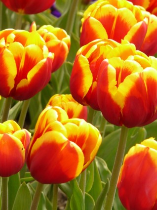 tulipanes flores coloridos