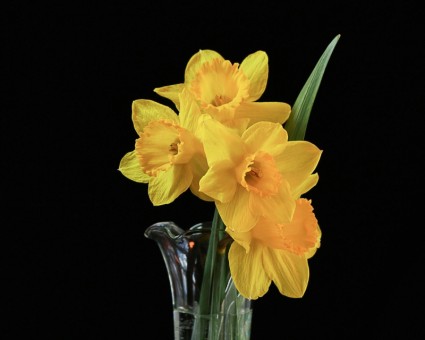 Цветы вазу нарциссы