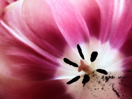 ピンクの花バイオレット
