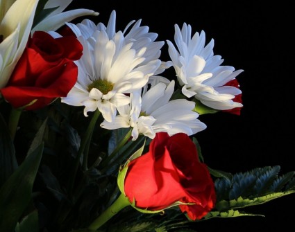 roses rouges de fleurs blanches daisys
