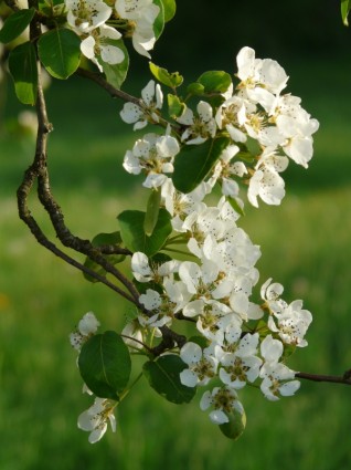 pera de flores blancas