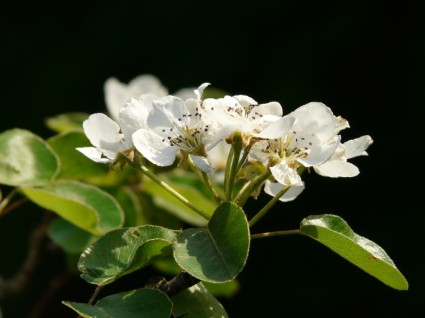 Pera di fiori bianchi