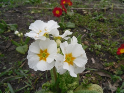 primula fiori bianco