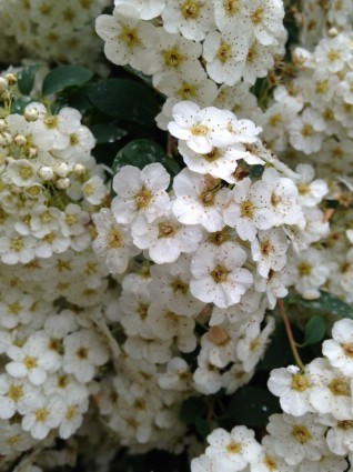 Primavera flores branco