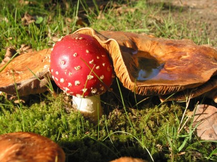 Мухомор грибов природа