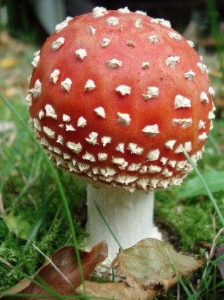 Мухомор грибов природа