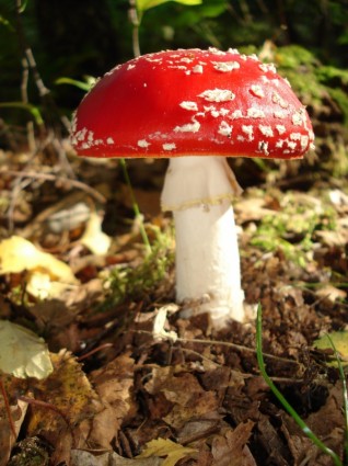 nature champignon amanite