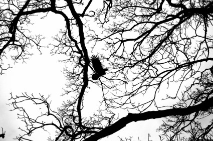 pássaro voando nos ramos