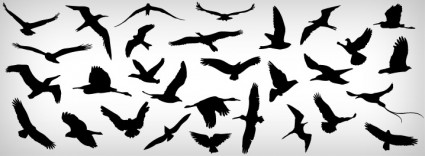 oiseaux en vol