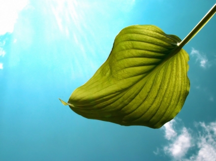 Flying Leaf Wallpaper Other Nature