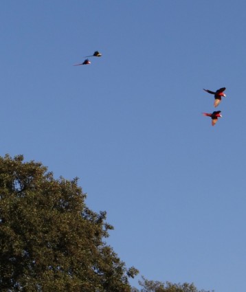 летающих попугаев
