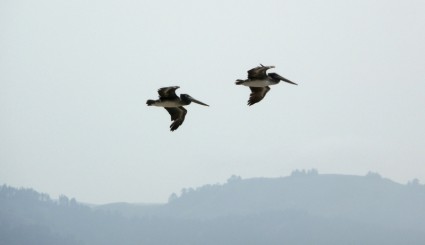 Pássaros Pelicanos voando