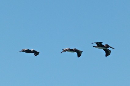 fliegende Pelikane Vögel Wasser