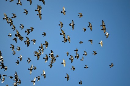 pigeons de vol