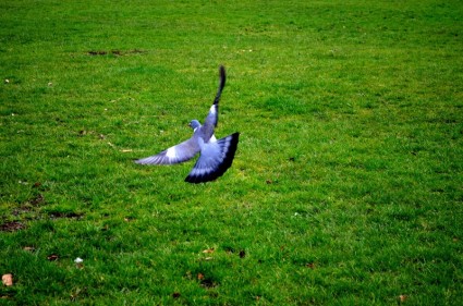 pigeons de vol