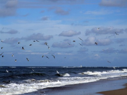 gaivotas voando