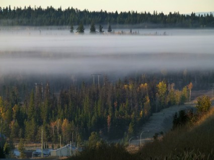 mgła bank wcześnie rano mgła lasu