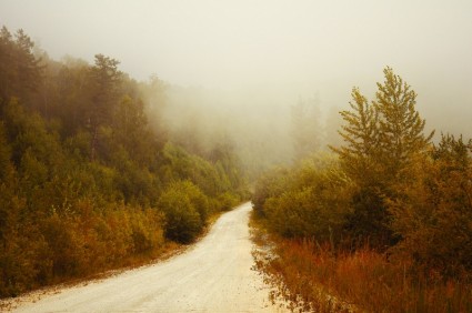 nebbia nella foresta
