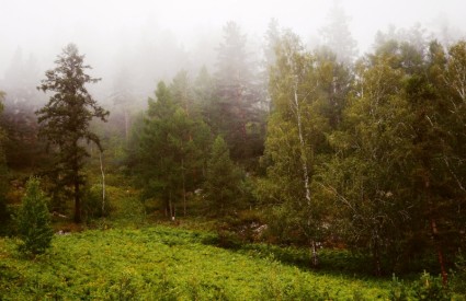 在森林里雾