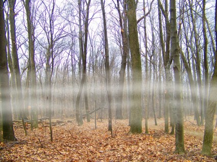 mgła na drzewach