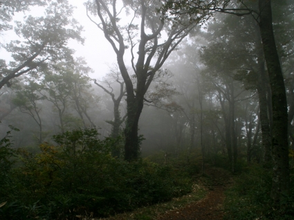 naturaleza de paisaje de fondos de bosque de niebla