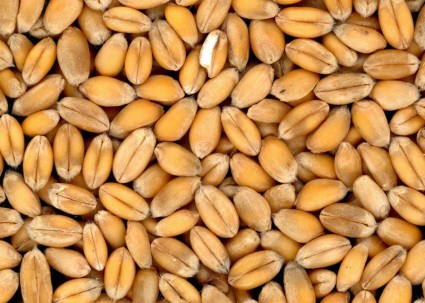 糧食穀物麵包小麥