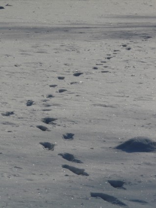 Fußabdruck Maulwurfshügel Winterlandschaft